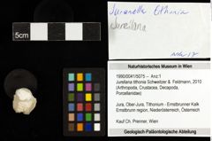 Foto (Objekt + Etiketten) von Jurellana tithonia (Schweitzer & Feldmann, 2010) 